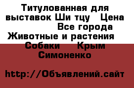 Титулованная для выставок Ши-тцу › Цена ­ 100 000 - Все города Животные и растения » Собаки   . Крым,Симоненко